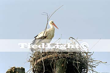 ooievaar